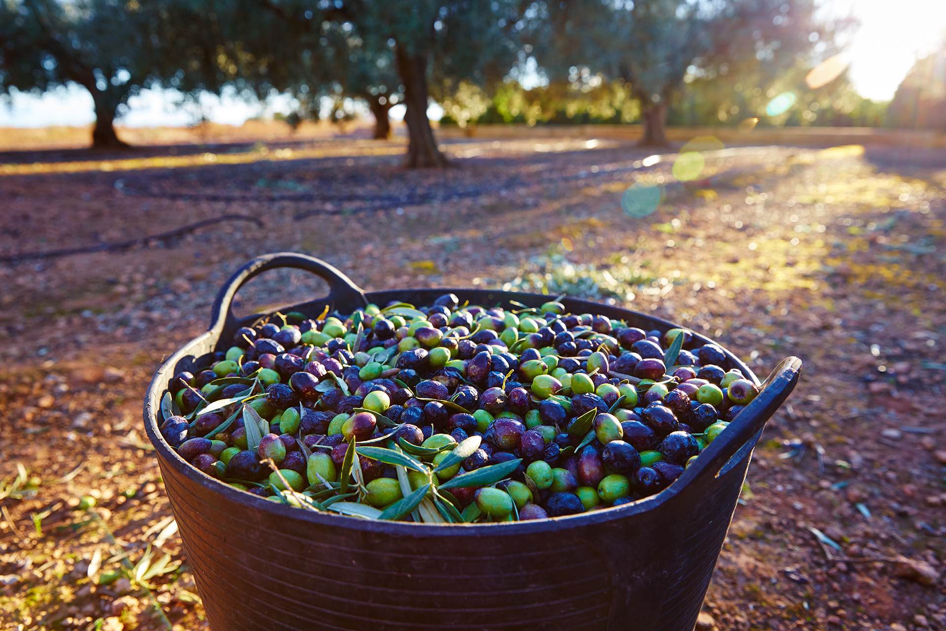 50-Become-an-olive-oil-producer-1920x1280